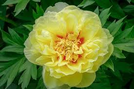 Paeonia Itoh bartzella size #3 cont.