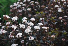 Physocarpus opulifolius 'Summer Wine'