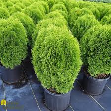 Thuja occidentalis ‘Little Giant #6