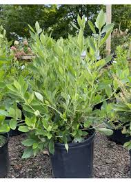 Clethra alnifolia ‘Summer Sparkler’ #3