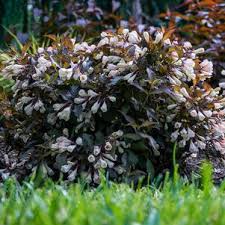 Weigela’wine and spirits’ #3