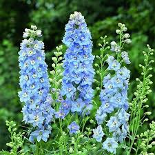 Delphinium #1