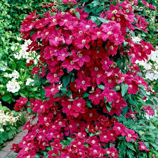 Clematis ‘Ernest Markham’ #2