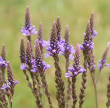 Verbena hastata 'Blue Vervain'- #1