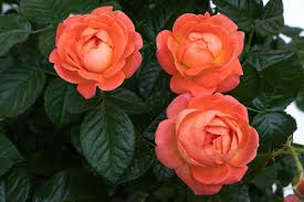 Rosa Orange Glow 'Knock Out'