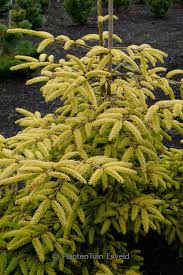 Picea orientalis 'Skylands' #10