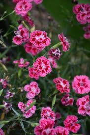Dianthus delilah magenta bicolor #1