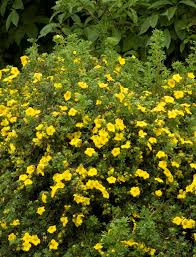 Potentilla fruticosa 'Goldfinger' #3