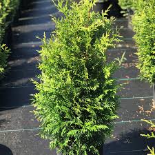 Thuja standishii x plicata 'Green Giant' #3