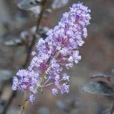 Ceanothus griseus ‘Tuxedo’ #3