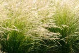 Nassella tenuissma - Mexican Feather Grass- QUART