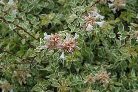 Abelia grandiflora ‘Radiance’ #5