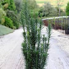 Cephalotaxus harrintonia 'Fastigiata' (Upright Japaneses Plum Yew) #2