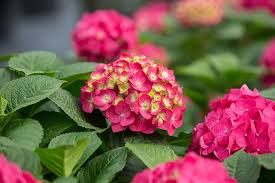Hydrangea Mac. ‘Summer crush’
