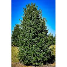 Ilex opaca 'Greenleaf' Holly #45 cont.