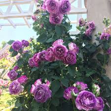 Rosa 'Climbing Lavender Crush' #3