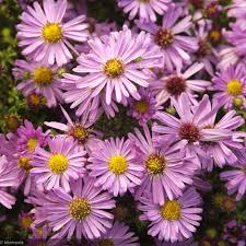 Aster 'Woods Pink' #1