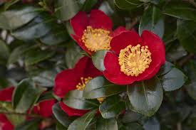 Camellia sasanqua ‘Yuletide’