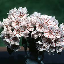 Kalmia latifolia 'Peppermint' #2