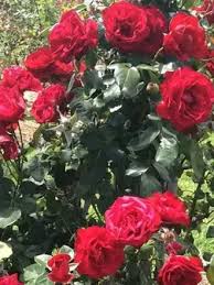 Rosa 'Red Empress' #3