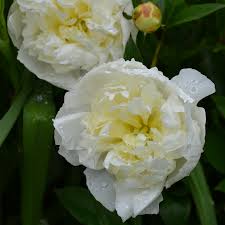 Paeonia lactiflora 'Duchesse de Nemours' #2