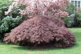 Acer palmatum dissectum 'Tamukeyama'