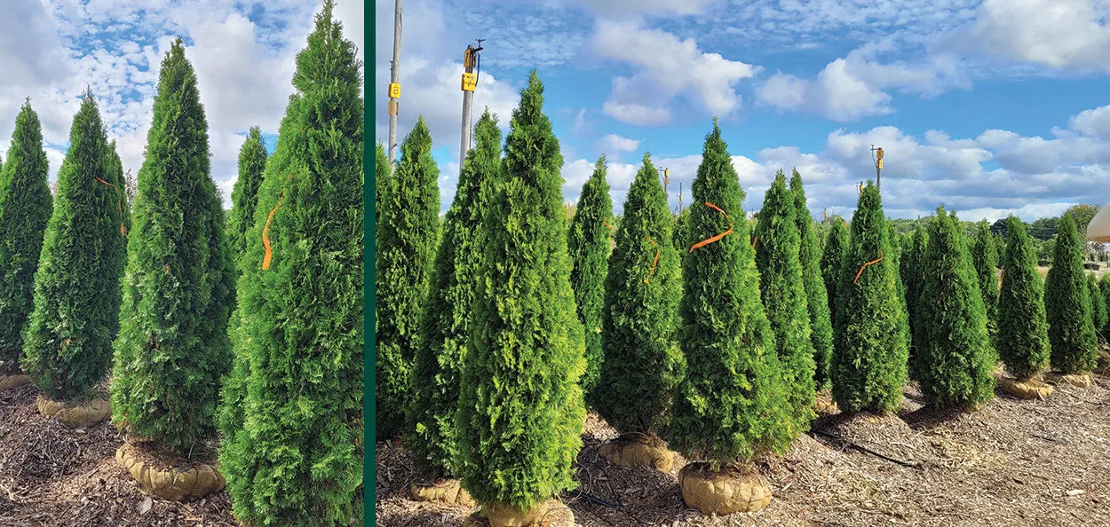 Thuja occidentalis 'Smaragd'