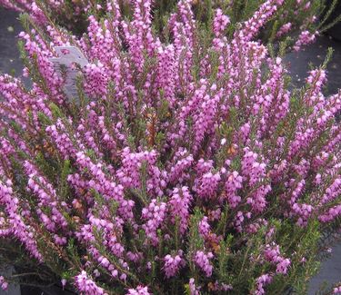 Erica x darleyensis 'Mediterranean Pink'