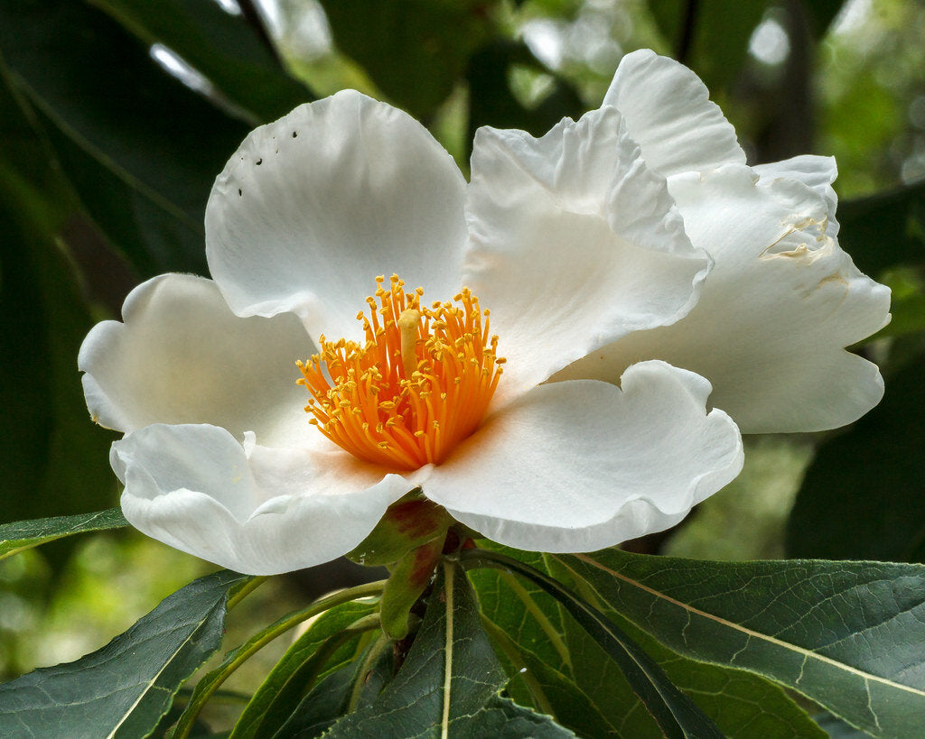 Franklinia alatamaha - Franklin Tree - #7