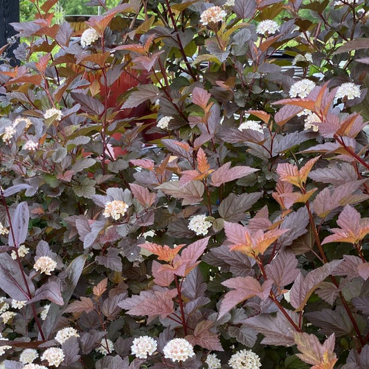 Physocarpus opulifolius 'Ginger Wine'
