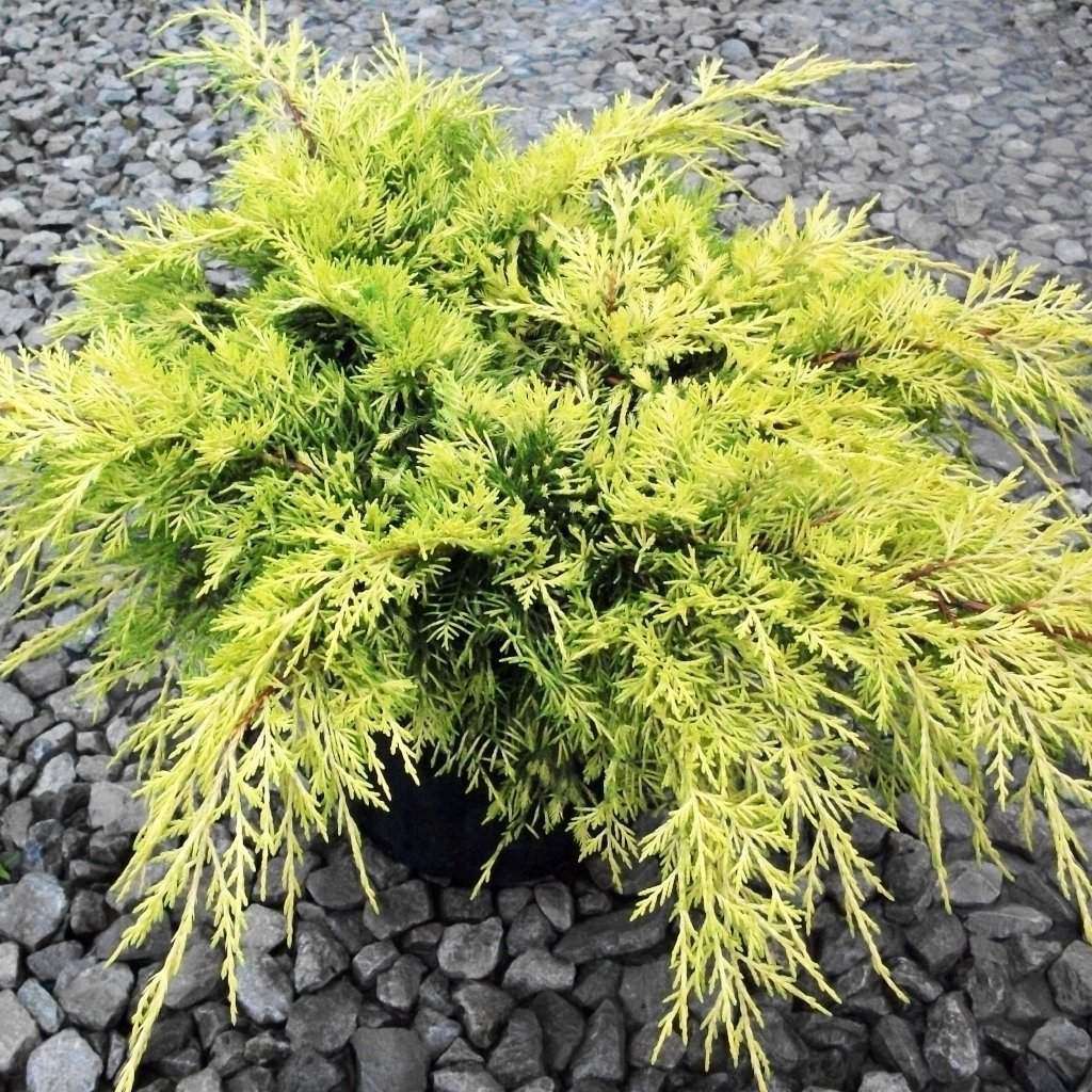 Juniperus chinensis 'Gold Lace'