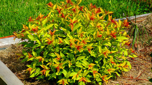 Spiraea x bumalda 'Goldflame' - #2
