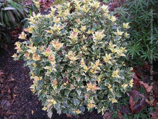 Osmanthus heterophyllus 'Goshiki' #3