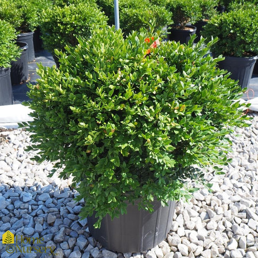 Buxus x 'Green Velvet' #3