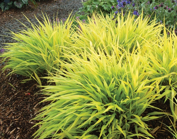 Hakonechloa macra 'All Gold' #1