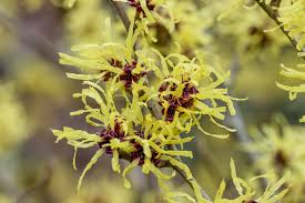 Hamamelis x intermedia 'Diane' Witch Hazel #7