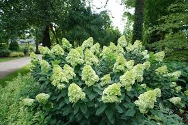 Hydrangea paniculata 'Limelight' #3