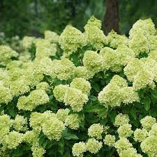 Hydrangea paniculata 'Little Lime'