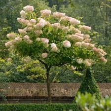 Hydrangea paniculata 'Phantom' STD