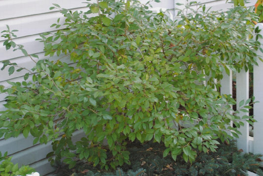 Ilex verticillata 'Berry Nice'