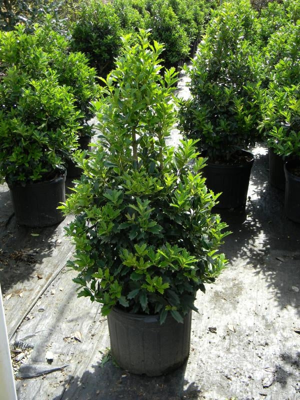 Ilex x 'Oakleaf'