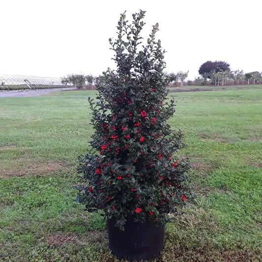 Ilex x meserveae 'Red Beauty'