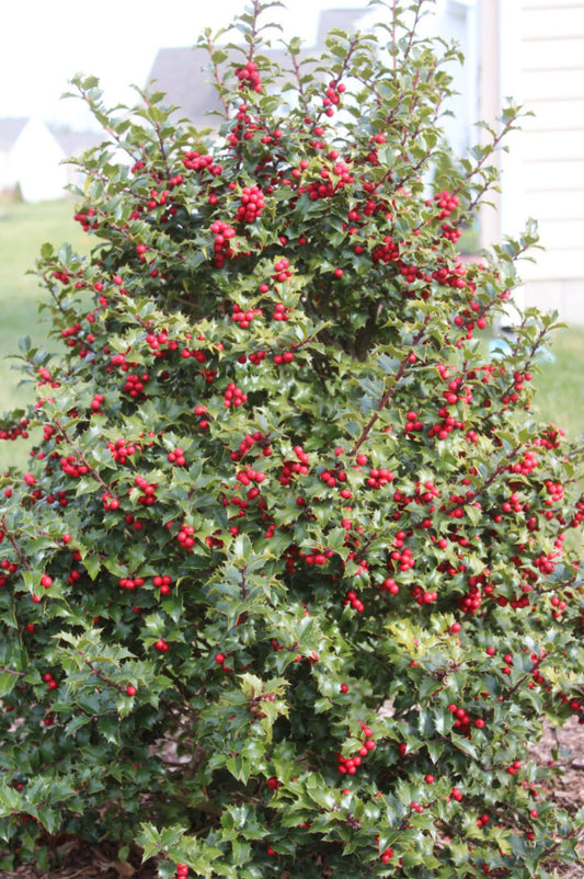 Ilex x 'Rutzan'