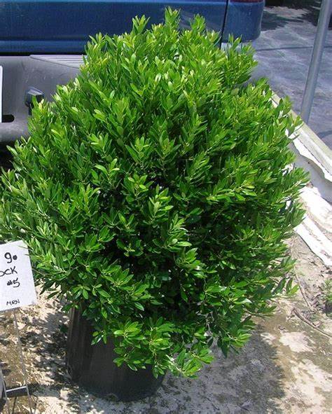 Ilex glabra 'Shamrock' - #3