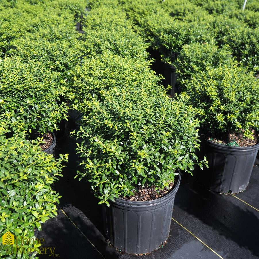 Ilex crenata 'Soft Touch' #3