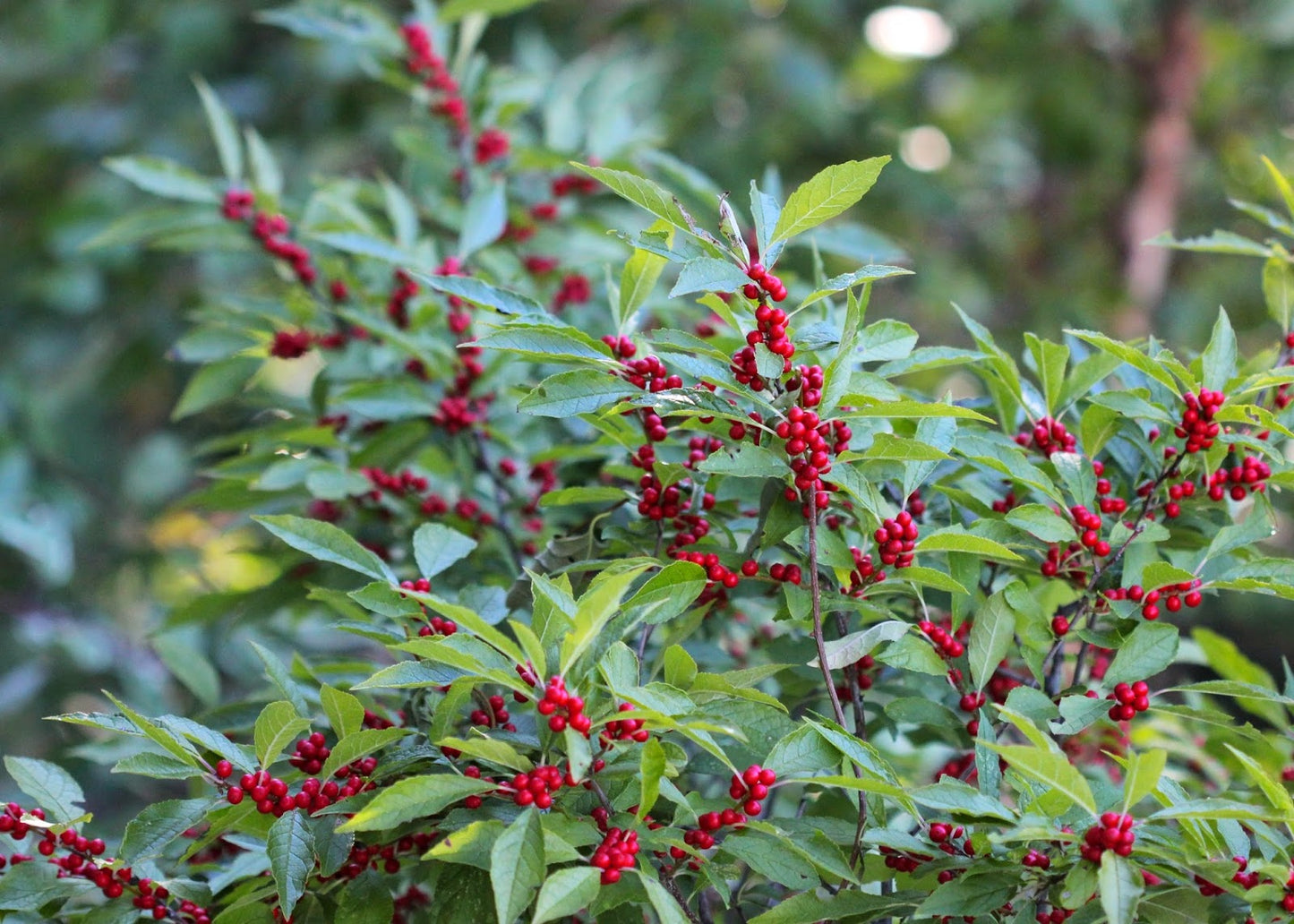 Ilex verticillata