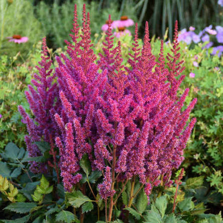 Astilbe chinensis 'Visions' #1 (purple/pink)