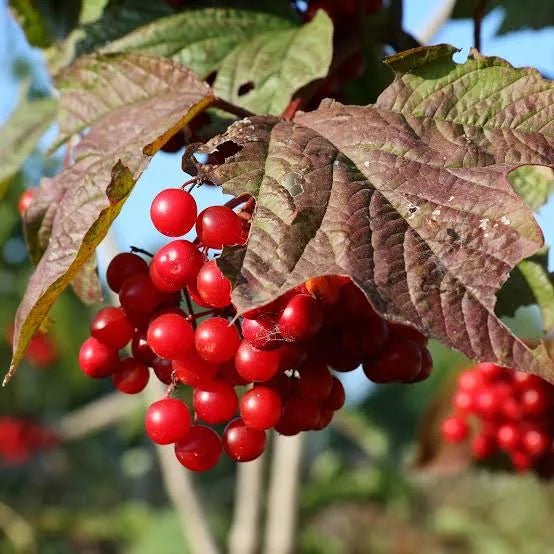 Viburnum trilobum 'Alfredo' - #3