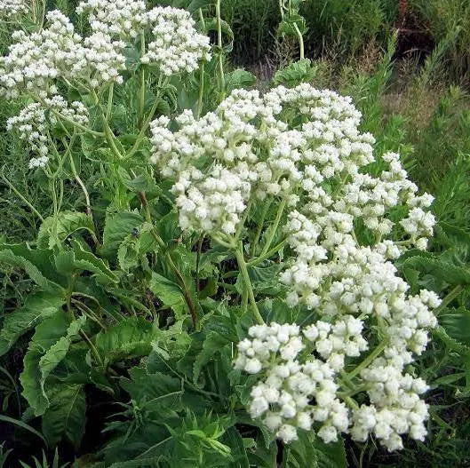Parthenium intergrifolium (Wild Quinine) - #1
