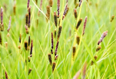 Carex stricta 'Tussock Sedge' - PLUG